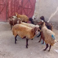 ۷عدد گوسفند سرحال برای یلینی وبوغاز برای فروشی