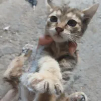 واگذاری گربه