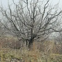 هرس کاری باغات|خدمات باغبانی و درختکاری|مراغه, |دیوار