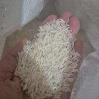 برنج فجر کشت اول