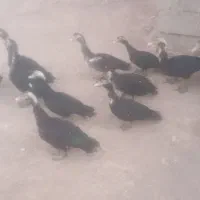 اردک|حیوانات مزرعه|کاغذکنان, |دیوار