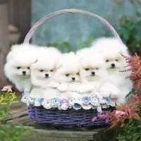 پامرانین(طرح ویژه یلدا)