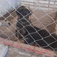 توله دو ماهه سگ ژرمن اصیل