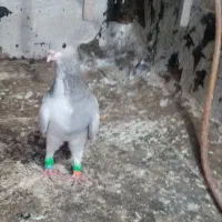 کبوتر بدرنگ کاغذی، زیل کاکلی