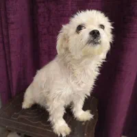 واگذاری یک جفت سگ جداگانه یا باهم.|سگ|فردیس, فردیس|دیوار