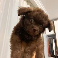 واگذاری سگ|سگ|قم, باغ کرباسی|دیوار