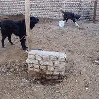 سگ قدرجونی|سگ|اصفهان, قهجاورستان|دیوار
