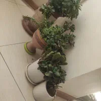 انواع گل و گیاه|گل و گیاه طبیعی|اصفهان, طامه|دیوار