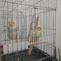 عروس هلندی|پرنده|ایوان, |دیوار