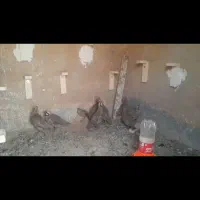 بلدرچین محلی