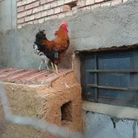 مرغ محلی و خروس