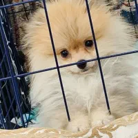 سگ پامر ماده 6ماهه