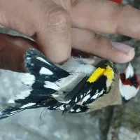 تعدادی سهره|پرنده|دزفول, |دیوار