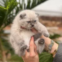 سیلور چشم آبی اسکاتیش شورت هیر|گربه|چالوس, |دیوار