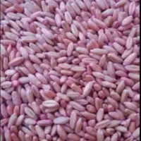 گندم دیم بذری صدرا و سرداری