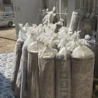 ویژه همشهری& فرش سارینا)|فرش|بوشهر, |دیوار