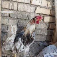 مرغ خروس نیمچه گلین