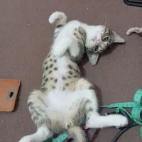 واگذاری بچه گربه