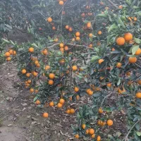 فروش سر درختی باغ پرتقال و نارنگی و پچ|فروش دفتر صنعتی، کشاورزی، تجاری|نوکنده, |دیوار