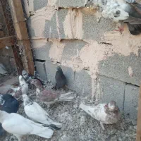 کفتر|پرنده|بندرعباس, |دیوار