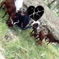 گمشده چهارگوسفنده