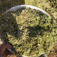 نیازمندکارگر برای پر کردن گونی کاه ۳کیلو