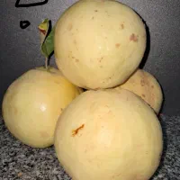 مربای خانگی|خوردنی و آشامیدنی|شیراز, شهرک ایثار|دیوار