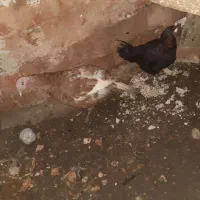 خروس بوقلمون