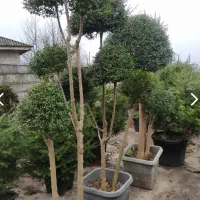 بونسای و درختچه زینتی
