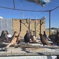 ۱۸ تا رنگی|پرنده|شیراز, شهرک مهدی‌آباد|دیوار