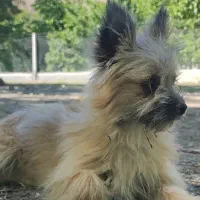 سگ پامر پاکوتاه