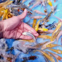 ماهی قرمز گلدفیش رنچو کالیکو ماهی کوی