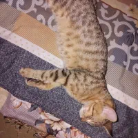 بچه گربه واگذاری