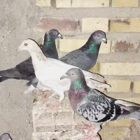 کبوتر|پرنده|گنبد کاووس, |دیوار