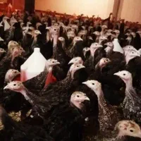 بوقلمون ۶۵۰ گرم قیمت ۵۹۰