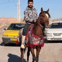 اسب عرب مصری یه سر