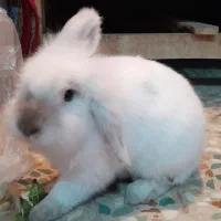 خرگوش