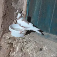 کبوتر|پرنده|کدکن, |دیوار