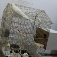 عروس هلندی مولد|پرنده|اقبالیه, |دیوار