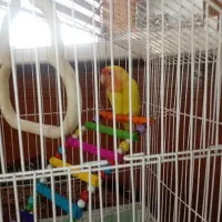 طوطی برزیلی