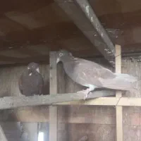 دونه ۱تومن ۶تا باهم فروخته میشه جداگانه دونه ۳تومن|پرنده|بهارستان, |دیوار