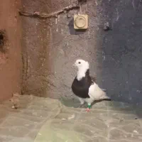 طوقی .بازیکن قیمت مقطوع...