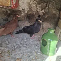 صرب|پرنده|سپیدان, |دیوار