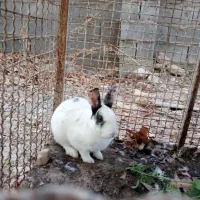 اُردک وخرگوش درکوار|حیوانات مزرعه|کوار, |دیوار