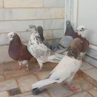 تعدادی کبوتر شکار درجه یک قیمت مناسب