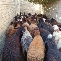 گوسفند مهربانی جوان بره دار|حیوانات مزرعه|زرین دشت (همدان), |دیوار