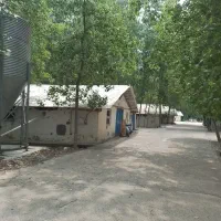 نیروی کار مرغداری گوشتی