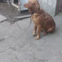 سگ شکاری|سگ|فومن, |دیوار