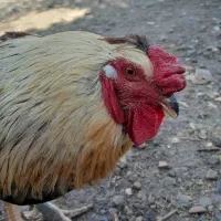 مرغ وخروس سنگین