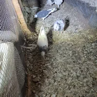 جوجه و کلنه|پرنده|نیشابور, ابراهیم ادهم|دیوار